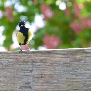 Great Tit