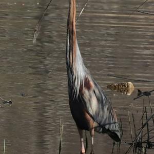 Purple Heron