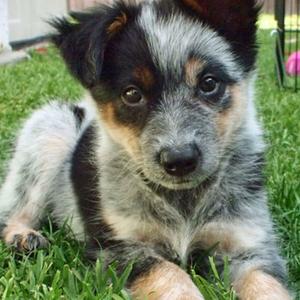 Australian Cattle Dog