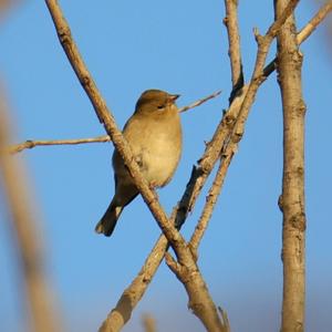 Eurasian Chaffinch