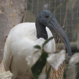 African Sacred Ibis