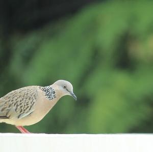 Spotted Dove