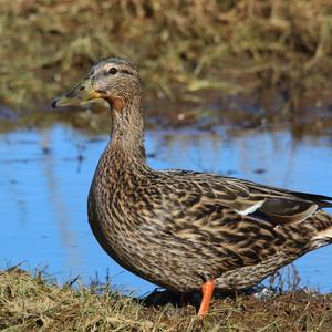 Mallard