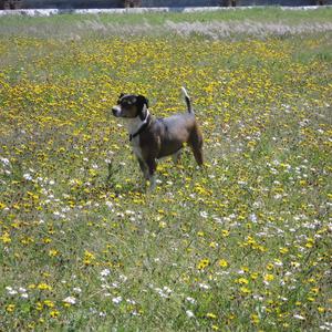 Unknown Breed