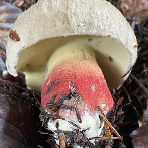 Scarlet-stemmed Bolete