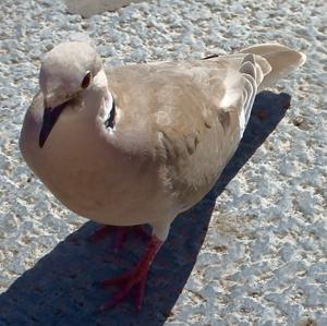 Eurasian Collared-dove