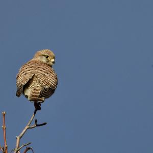 Common Kestrel