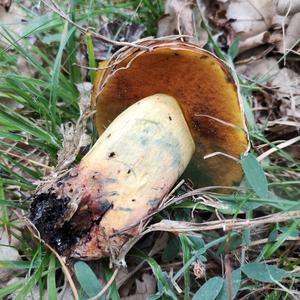 Dotted-stem Bolete