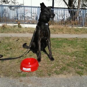 Unknown Breed