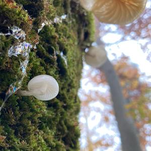 Porcelain Fungus