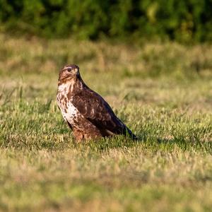 Mäusebussard