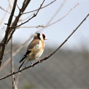 European Goldfinch