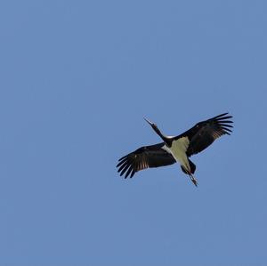 Black Stork