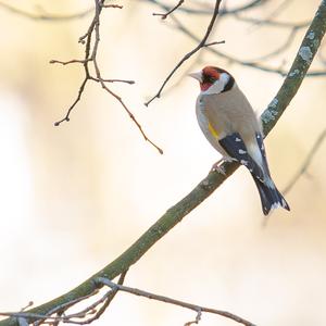 European Goldfinch