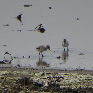 Pied Avocet