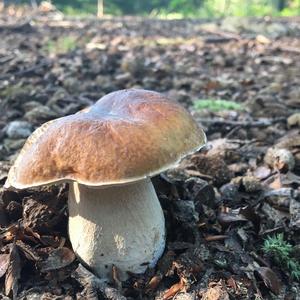 King Bolete