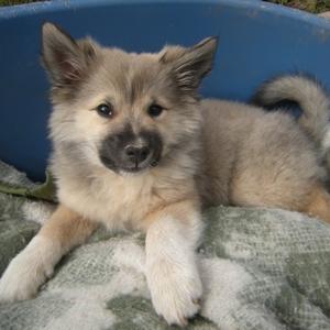 Icelandic Sheepdog