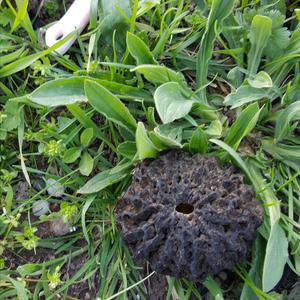 Black Morel