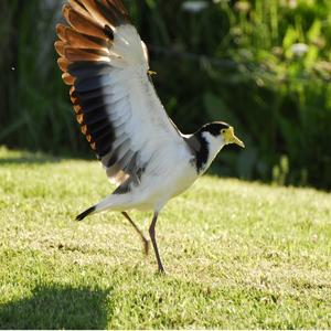 Northern Lapwing