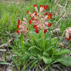 Schlüsselblume (Echte)