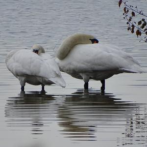 Mute Swan