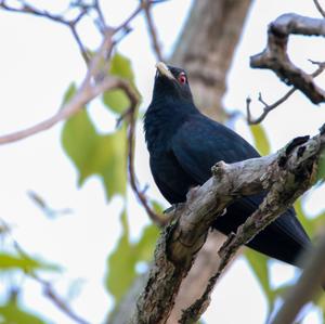 Asian Koel