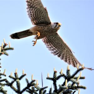 Common Kestrel