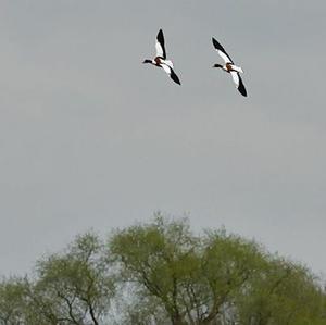 Common Shelduck