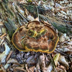 Pine Dye Polypore