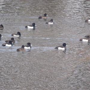 Tufted Duck