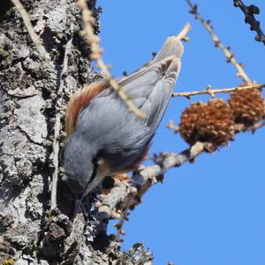 Wood Nuthatch