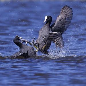 Common Coot