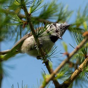 Crested Tit