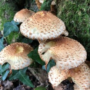 Scaly Pholiota