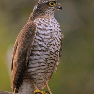 Eurasian Sparrowhawk