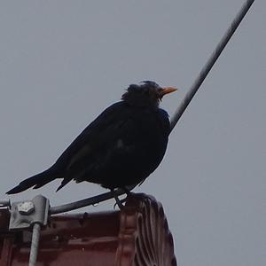 Eurasian Blackbird