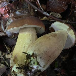 Summer Bolete