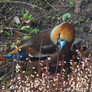 Hawfinch