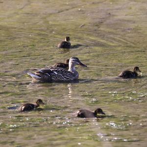 Mallard