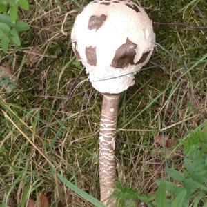 Parasol Mushroom