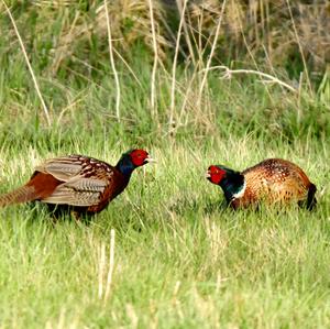 Common Pheasant