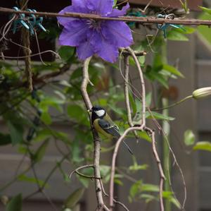 Great Tit