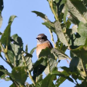 Common Redstart