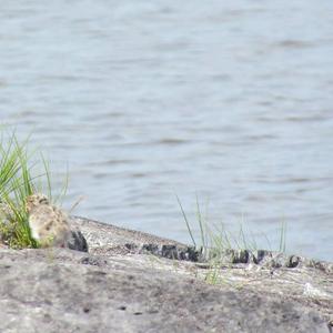 Common Tern