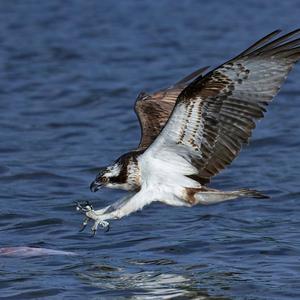 Osprey