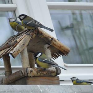 Great Tit