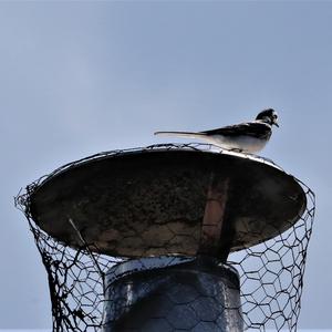 White Wagtail