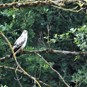 Common Buzzard