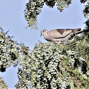 Eurasian Collared-dove