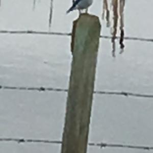 Mountain Bluebird